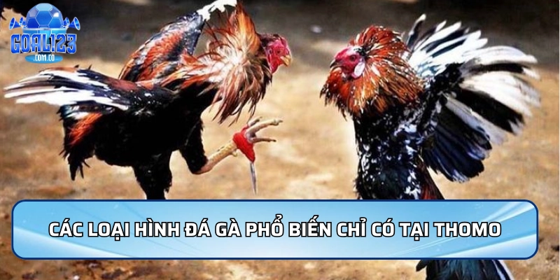 Các loại hình đá gà phổ biến chỉ có tại Thomo